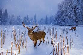 The climate of india consists of a wide range of weather conditions across a vast geographic scale and varied topography, making generalizations difficult. Kashmir In Winter Season Snowfall In Kashmir Kashmir Pictures In Winter Times Of India Travel