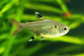 Popular baby boy names that begin with x ; Animal Names That Begin With X Worldatlas