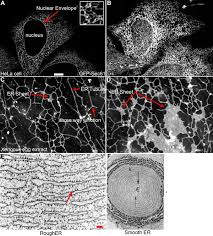 Chemical composition of endoplasmic reticulum. The Endoplasmic Reticulum Structure Function And Response To Cellular Signaling Springerlink