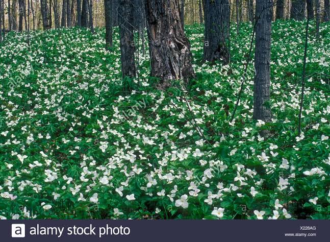 Mga resulta ng larawan para sa Deciduous forest in spring showing white trilliums on forest floor. Ontario"