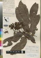 Image result for Gilbertiodendron