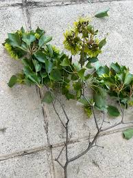 Image result for Tapinanthus oleifolius