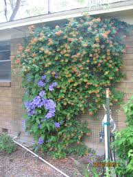 Can i plant honeysuckle and clematis together. Coral Honeysuckle Honeysuckle Vine Vertical Garden Clematis Trellis