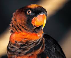 There are approximately 55 different species of these birds, but. What Is A Lory Lories Vs Lorikeets Psittacology