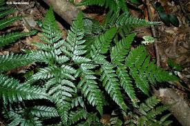 Image result for Arachniodes