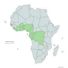 Image result for Dioscorea praehensilis