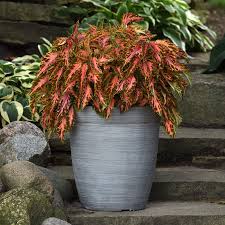 Image result for Coleus