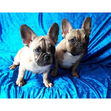 Vancouver island french bulldogs is a family operated home business. Adorable Little French Bulldogs Classifieds Horse Com