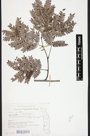 Image result for Cathormion