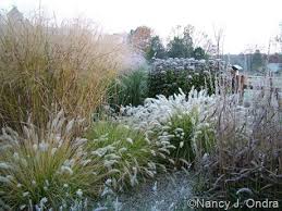 Image result for Panicum pilgeri