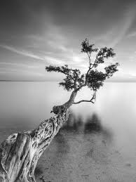 Amazing Black And White Photography Prints Trees Black And White Photography Prints And Posters At Art Com Landscape Photography White Photography Landscape