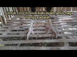Perlu kita ketahui bagi para pecandu ayam aduan untuk lebih waspada apabila mendapatkan lawan ayam kita dengan ciri ciri tersebut we need. Sisik Kaki Ayam Jenis Naga Mangsa Kaskus