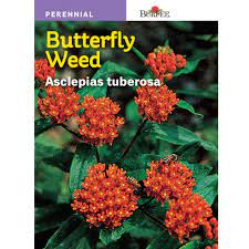 This is the host plant for monarch butterflies and their caterpillars. Burpee Butterfly Weed Asclepias Seed 41772 The Home Depot