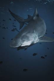 Desvre Bull Shark Big Shark Shark