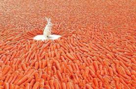 Bunny In The Middle Of Lots Of Carrots Orange Carrots Bunny