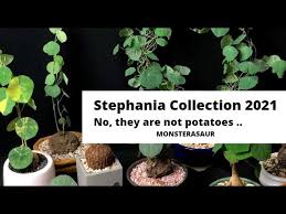 Image result for Stephania