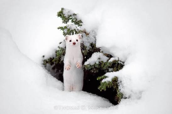 December Ermine by Thomas D. Mangelsen