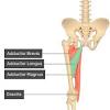 At these attachment points, two sesamoid bones develop, embedded in the tendons on each side. 1