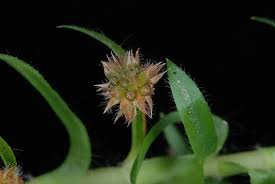 Image result for Paepalanthus lamarckii