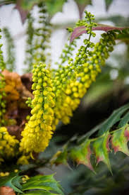 Here in the southern us, where the soil does not freeze, gardeners can have pretty winter flowers and fabulous foliage all year round. 15 Best Plants That Bloom In Winter Flowers That Develop In The Cold