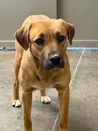 This dog was picked up at Solid Waste. If she is yours or you know where  she belongs, please contact us at 918-541-2275