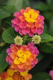 Lantana Our Plants Lantana Flower Beautiful Flowers Flower Garden