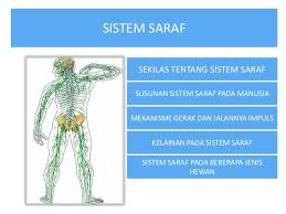 Sistem saraf terdiri dari dua macam yakni. Sistem Saraf