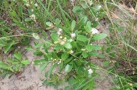 Image result for Eugenia capensis