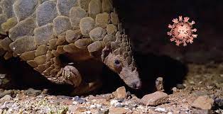 Learn more about its origin, causes, and transmission here. Corona Herkunftsratsel Vertieft Sich Spike Protein Eines Pangolin Virus Gleicht Sars Cov 2 In Struktur Und Verhalten Scinexx De