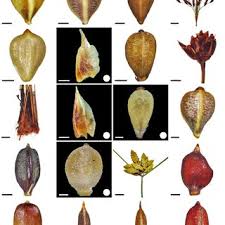 Image result for Bulbostylis sp.no.3