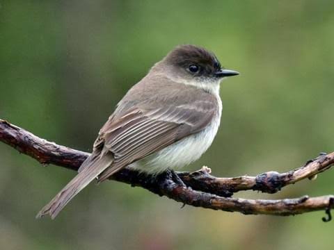 Mga resulta ng larawan para sa Eastern Phoebe bird , tyrant flycatcher bird"