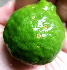 Ianya juga bertindak sebagai antiseptik. Resepi Buat Minyak Angin Sendiri 100 Homemade Bidadari My