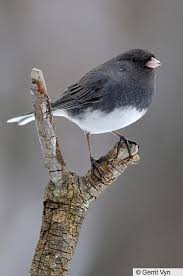 Black And White Spotted Bird Ohio Dark Eyed Junco Introduction Birds Of North America Online In 2020 Birds Backyard Birds Beautiful Birds