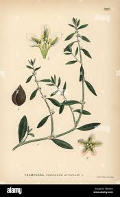 Image result for Polygonum aviculare