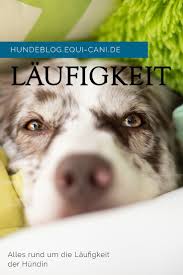 Wann wird eine hündin das erste mal läufig? Die Laufigkeit Der Hundin Definition Tipps Tricks Hunde Gesunde Hunde Laufigkeit