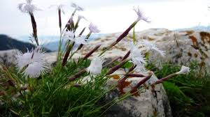 Planse de colorat cu flori. Flori De Munte In Piatra Mare Aradeanca