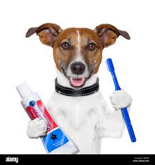 teeth cleaning dog with toothpaste and toothbrush Stock Photo