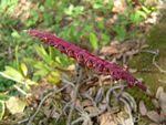 Image result for Bulbophyllum scaberulum