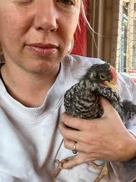 What breed is my 4.5 month old chicken?