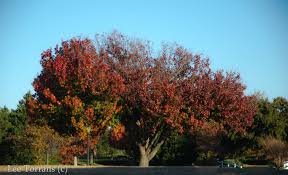 Ticking the boxes of adaptability and dependability with the twist of fresh color, the ruby falls redbud tree is in a league of its own. Redbuds And Oklahoma Red Bud Plant Now Lee Ann Torrans Gardening