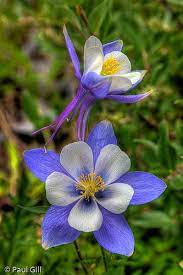 Pin On Flora Your colorado columbine flowers stock images are ready. pin on flora