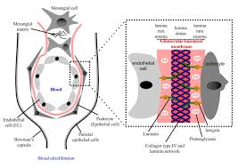 Thin basement membrane nephropathy (tbmn) is a relatively common disease. Glomerular Basement Membrane An Overview Sciencedirect Topics