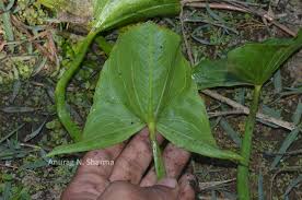 Image result for Limnophyton obtusifolium