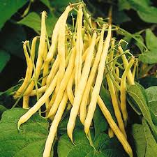 Pin On Canning Vegetables