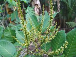 Rambutan (nephelium sp.) merupakan tanaman buah hortikultural berupa pohon dengan famili sapindacaeae. 2000 Gambar Bunga Rambutan Hd Infobaru