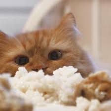 Speculating on why cats eat plants is very interesting, of course. Can Cats Eat Rice Different Rice Products