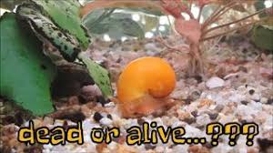 So how do you know if your snail has died or is. How To Tell If Aquarium Snail Is Dead How To Know If Your Snail Is Dead Or Alive Youtube