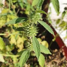 Image result for Leucas martinicensis