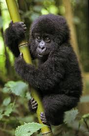 Love This Little Guy Human Encounter Suzi Eszterhas Cute Baby Animals Cute Animals Animals Wild