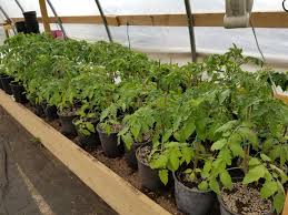 Unfortunately, our heirloom plants will not be ready until at least the end of may. Best Tomato Plants For Sale For Sale In Fort Saskatchewan Alberta For 2021